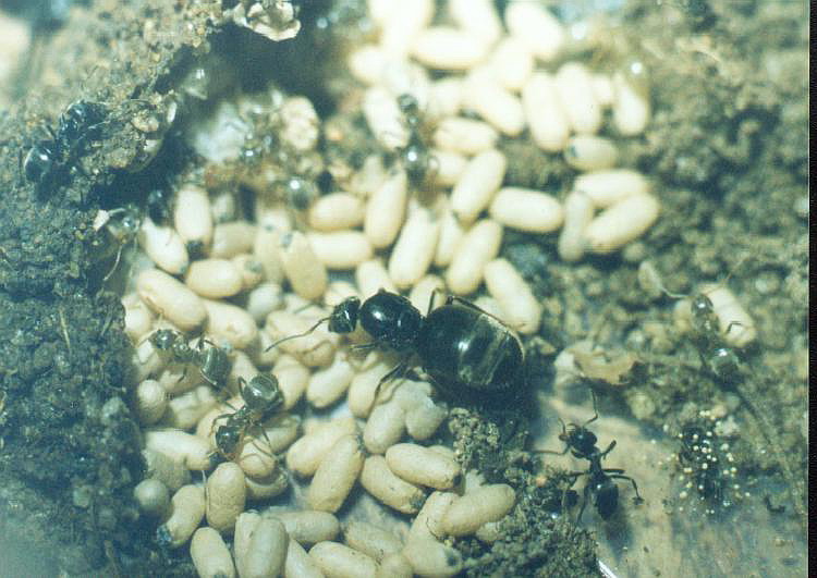 Lasius niger