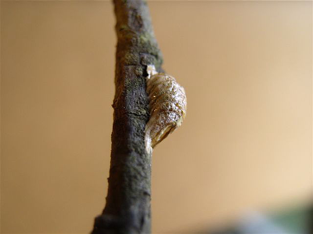 Ootka-Acromantis gestri