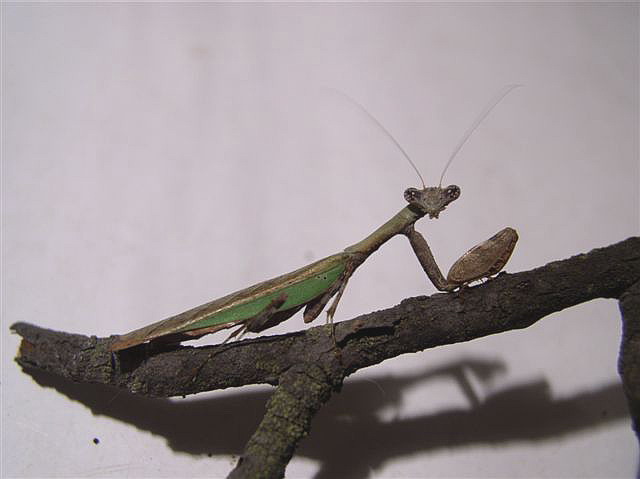 Ootka-Acromantis gestri