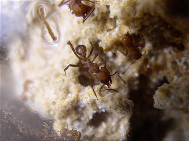 Acromyrmex octospinosus