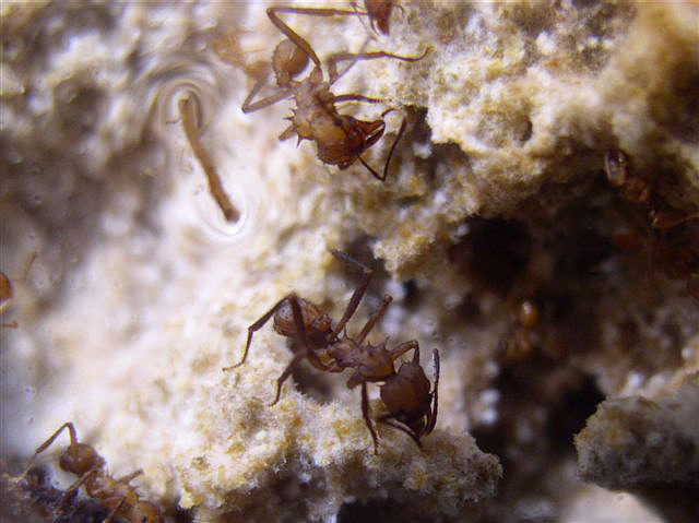 Acromyrmex octospinosus