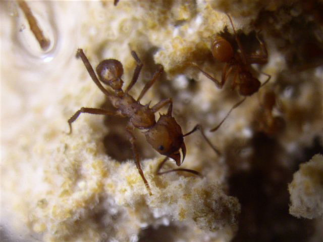 Acromyrmex octospinosus