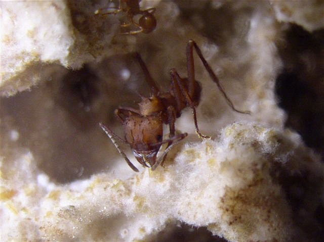 Acromyrmex octospinosus