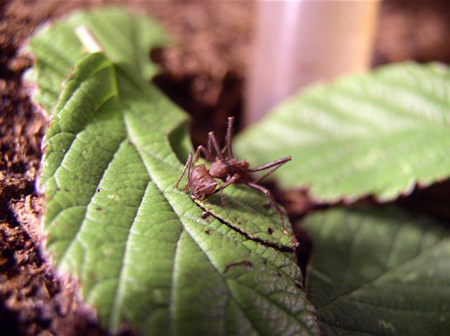 Acromyrmex octospinosus