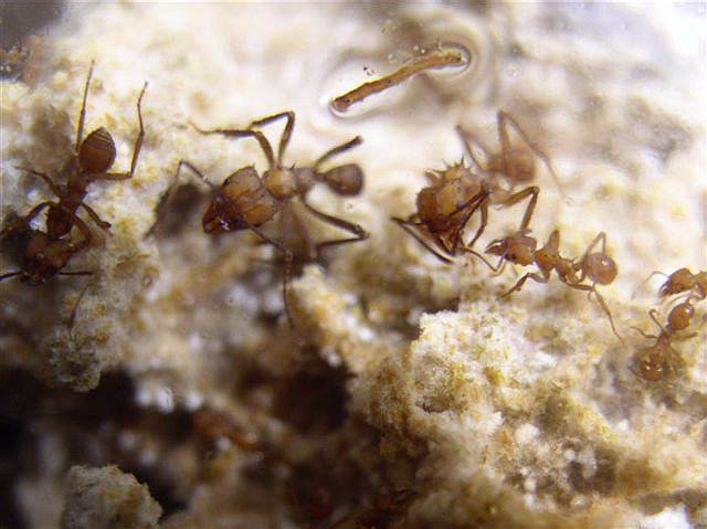 Acromyrmex octospinosus