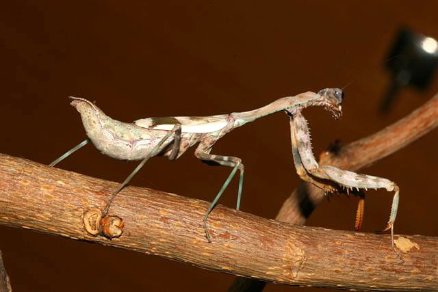 Parasphendale affinis