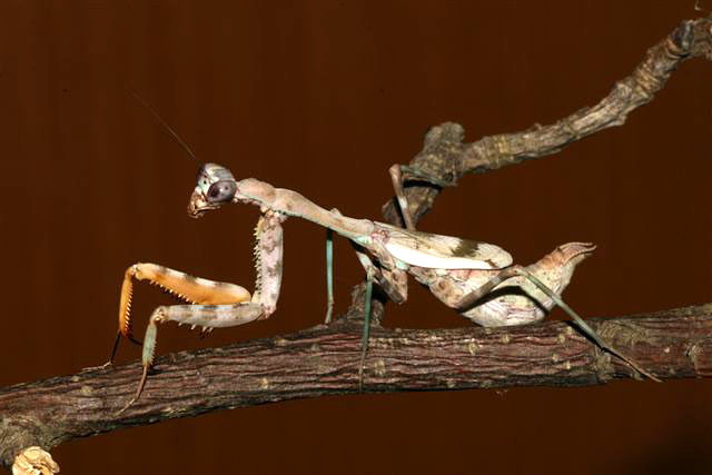 Parasphendale affinis