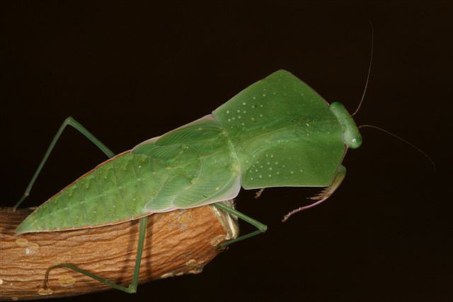 Asiadodis yunnanensis