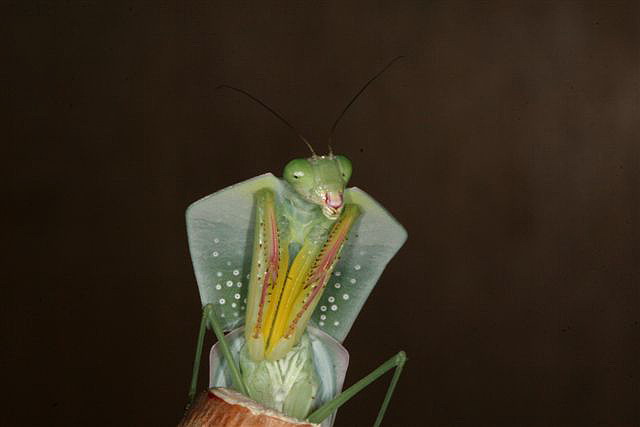 Asiadodis yunnanensis