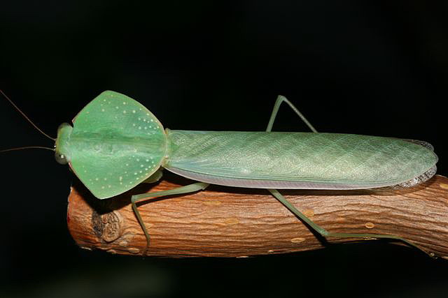 Asiadodis yunnanensis