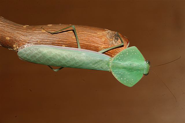 Asiadodis yunnanensis