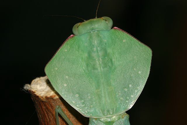 Asiadodis yunnanensis