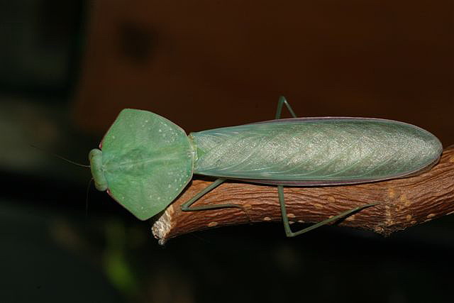 Asiadodis yunnanensis