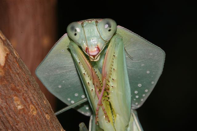 Asiadodis yunnanensis