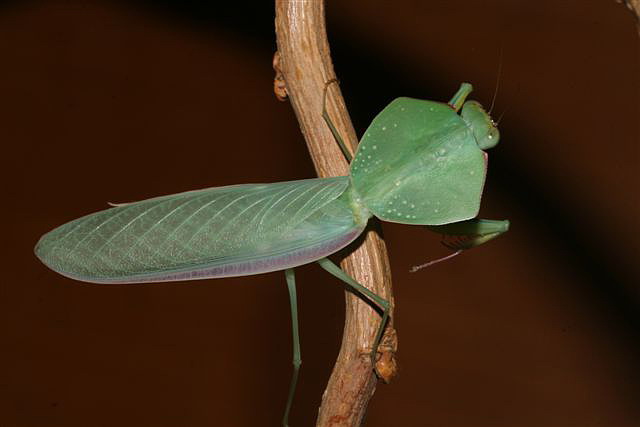 Asiadodis yunnanensis