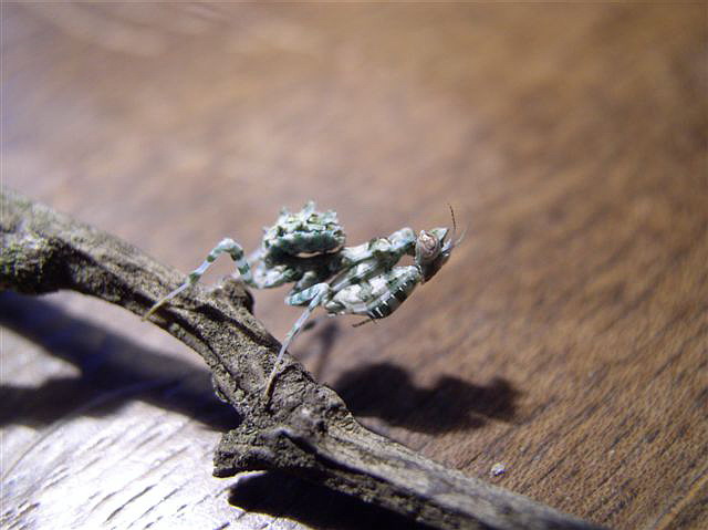 Blepharopsis mendica