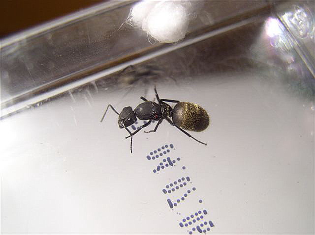 Camponotus sp.(Argentina)