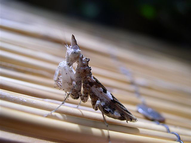 Ceratomantis sp.(Thajsko)