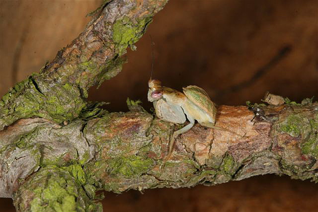 Chloroharpax modesta