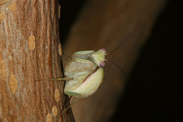 Chloroharpax modesta