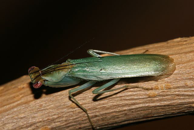 Chloroharpax modesta