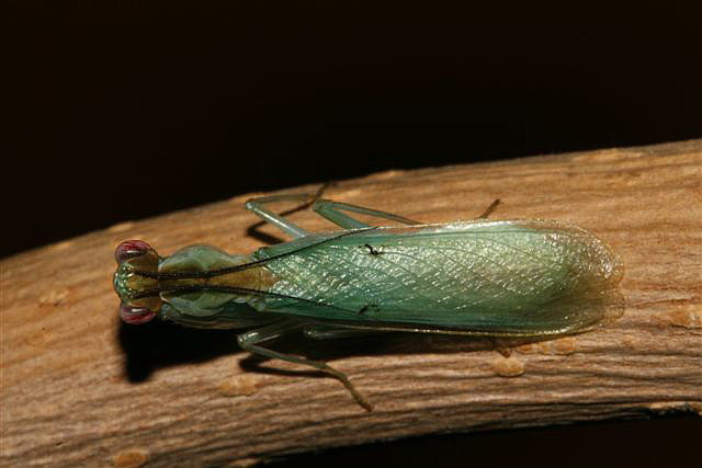 Chloroharpax modesta
