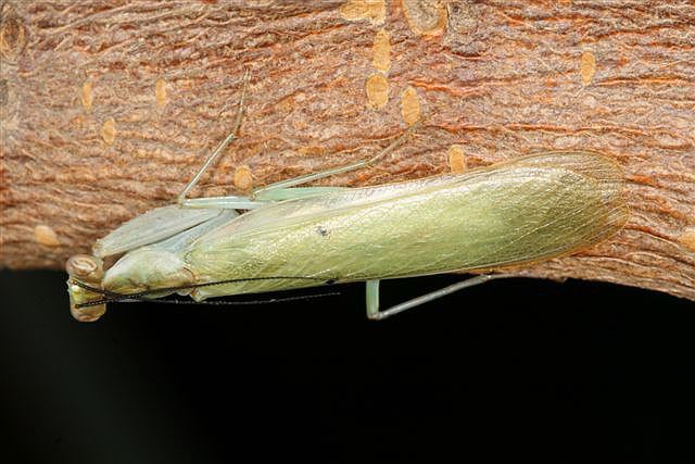 Chloroharpax modesta