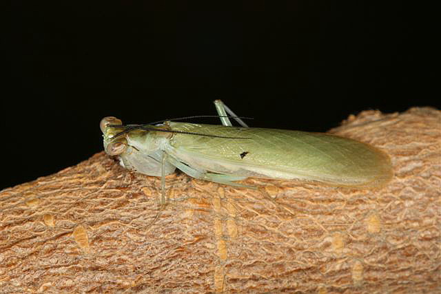 Chloroharpax modesta