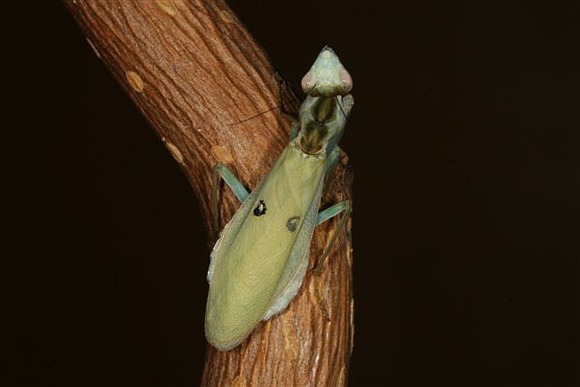 Chloroharpax modesta