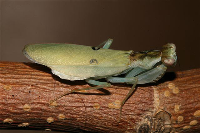 Chloroharpax modesta