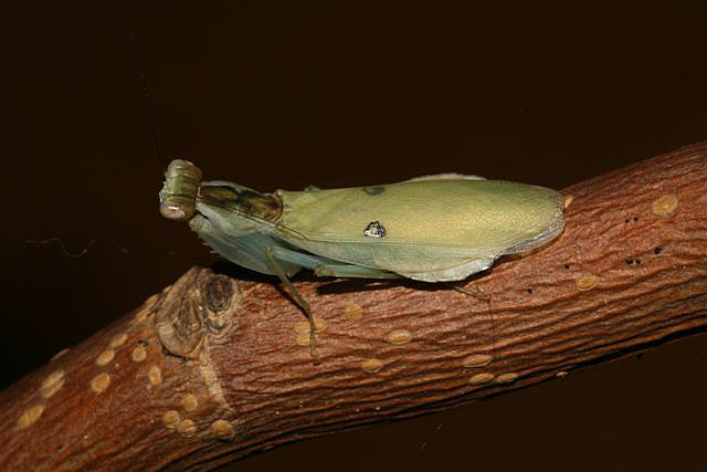 Chloroharpax modesta