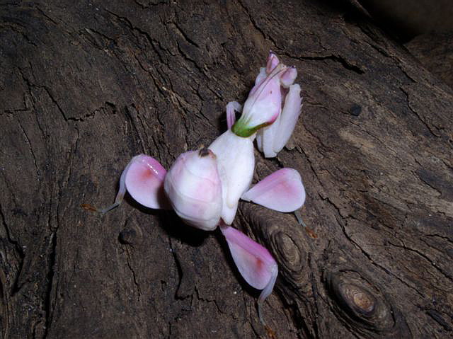 Hymenopus coronatus