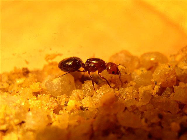 Crematogaster sp.