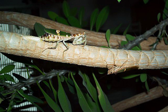 Creobroter pictipennis