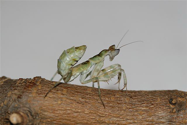 Creobroter sp.(Thajsko)