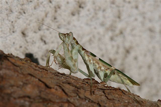 Creobroter sp.(Thajsko)