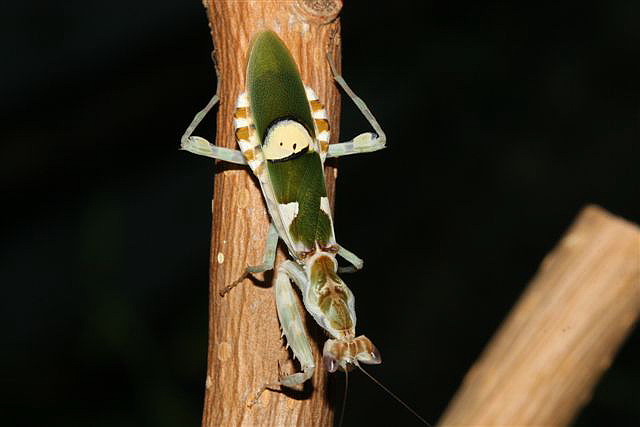Creobroter sp.(Thajsko)