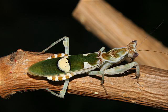 Creobroter sp.(Thajsko)
