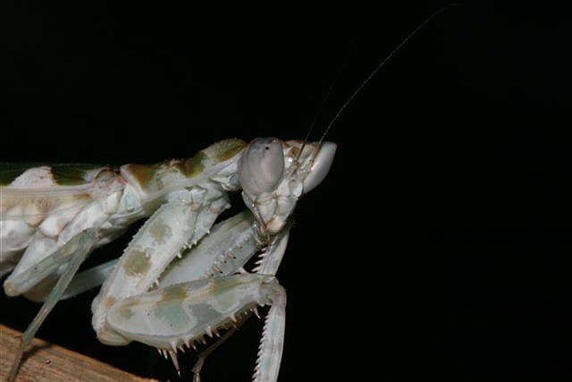 Creobroter sp.(Thajsko)