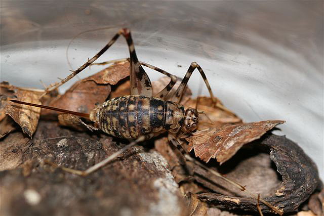 Phaeophilacris bredoides