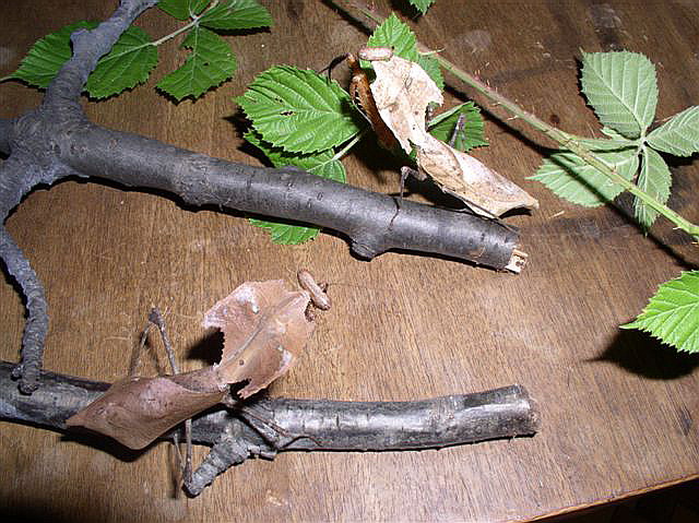 Deroplatys dessicata