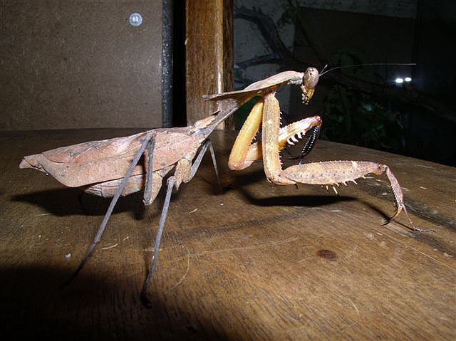Deroplatys dessicata