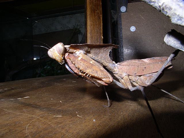 Deroplatys dessicata