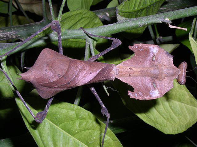 Deroplatys dessicata