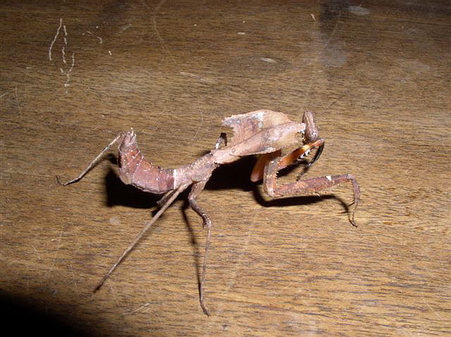 Deroplatys dessicata