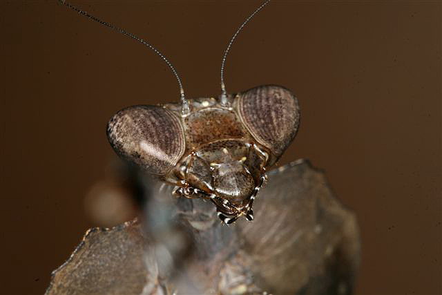 Deroplatys dessicata