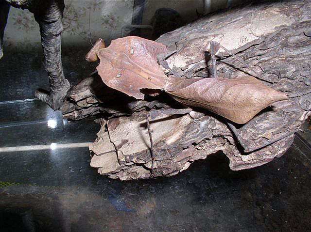 Deroplatys dessicata