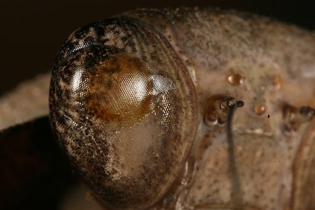 Deroplatys dessicata