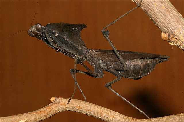 Deroplatys dessicata