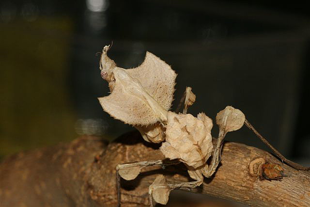 Idolomantis diabolica